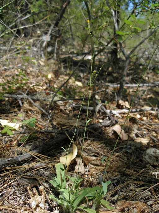 Image of Greene's hawkweed