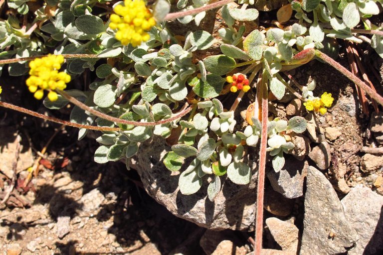 Image of frosted buckwheat