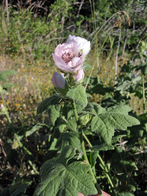 Image of California wild hollyhock