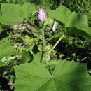 Image of California wild hollyhock