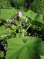 Image of California wild hollyhock