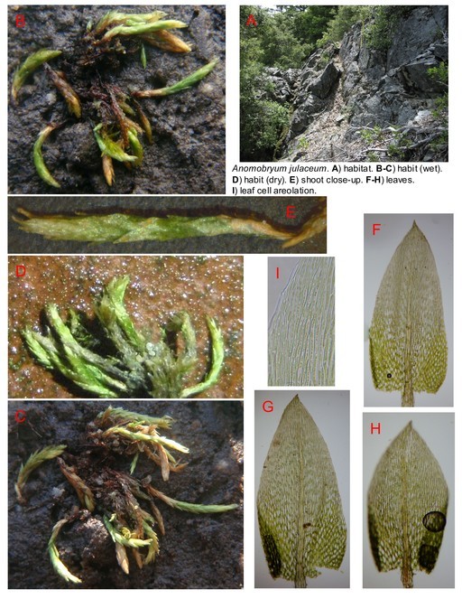 Image de Anomobryum julaceum W. P. Schimper 1860