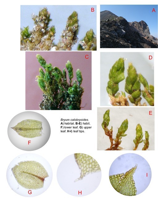 Imagem de Bryum calobryoides Spence 1986