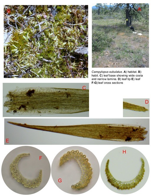 Campylopus subulatus W. P. Schimper ex J. Milde 1862 resmi