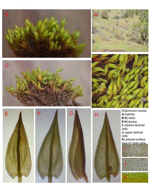 Слика од Didymodon norrisii Zander 1999