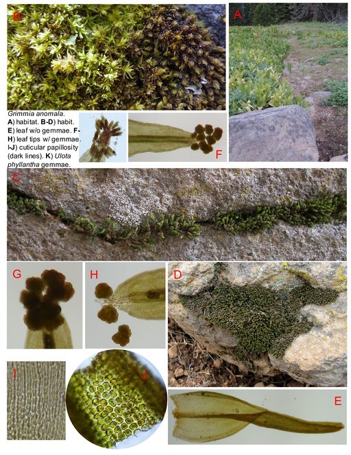 Image of grimmia dry rock moss