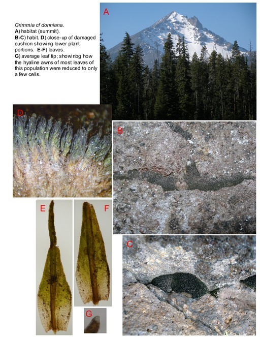 Image de Grimmia donniana Smith 1804