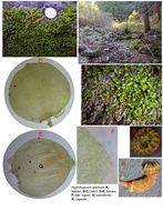 Image of alpine hygrohypnum moss