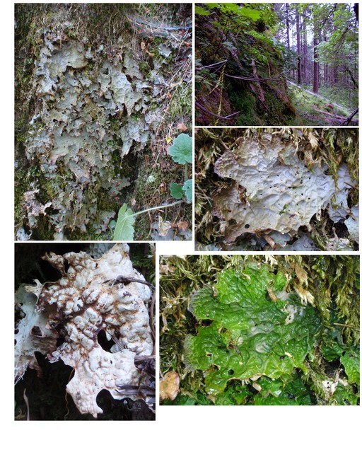 Image de Lobaria linita (Ach.) Rabenh.