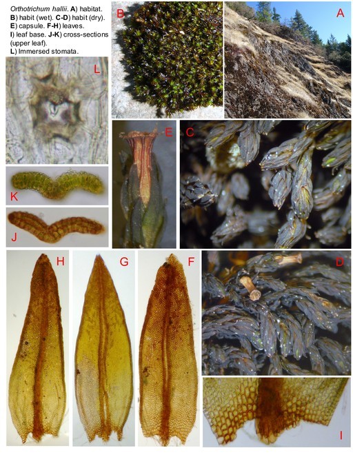 Image of Hall's orthotrichum moss