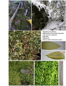 Plancia ëd Plagiothecium piliferum W. P. Schimper ex B. S. G. 1851