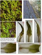 Image of Fragile tortella moss