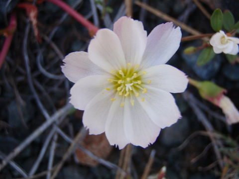 Image of oppositeleaf lewisia