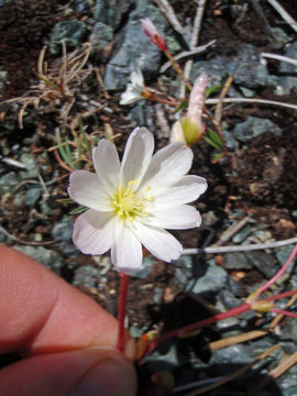 Image of oppositeleaf lewisia