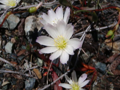 Lewisia oppositifolia (S. Wats.) B. L. Rob. resmi