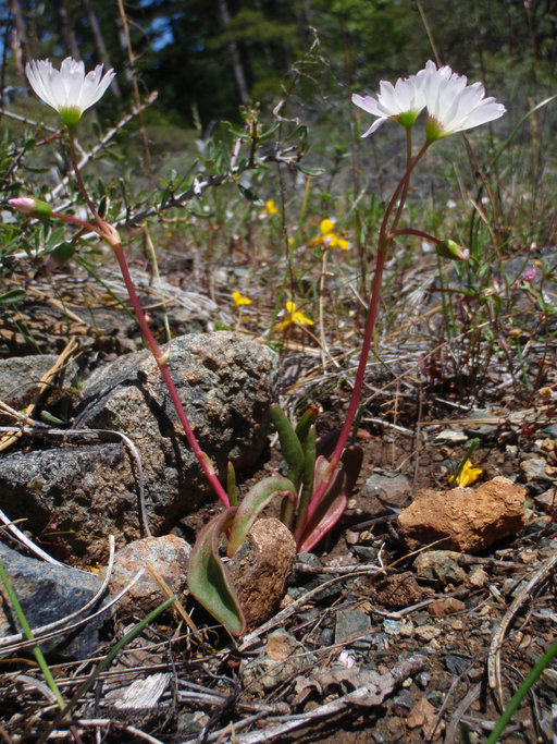 Image of oppositeleaf lewisia