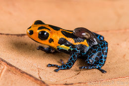 Image of Mimic Poison Frog