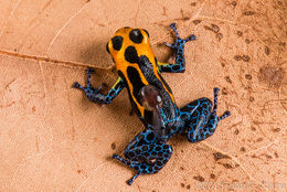 Image of Mimic Poison Frog