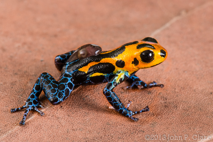 Image of Mimic Poison Frog