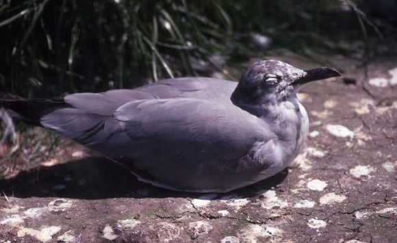 Image of Grey Gull