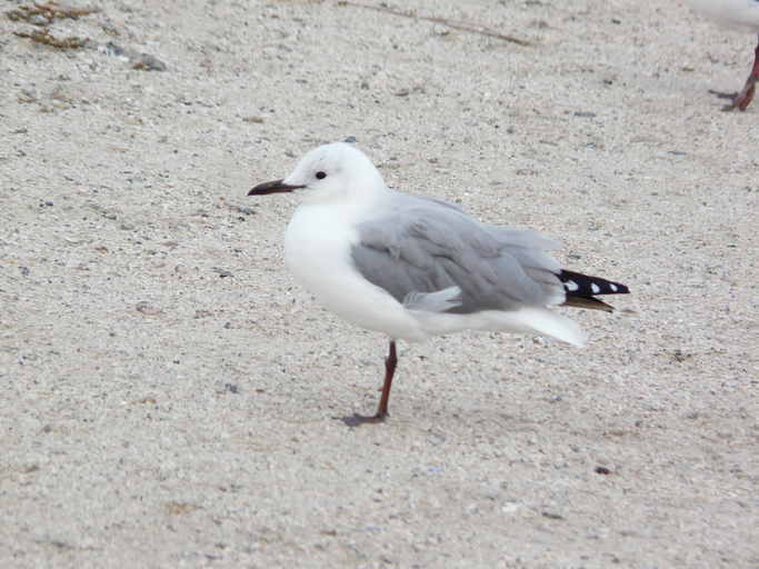 Image of Hartlaub's Gull