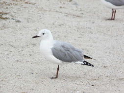 Chroicocephalus hartlaubii (Bruch 1855) resmi