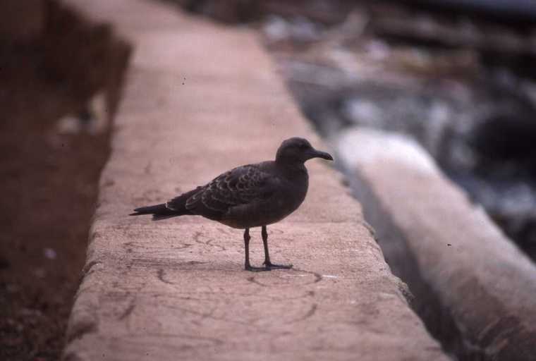 Image of Lava Gull