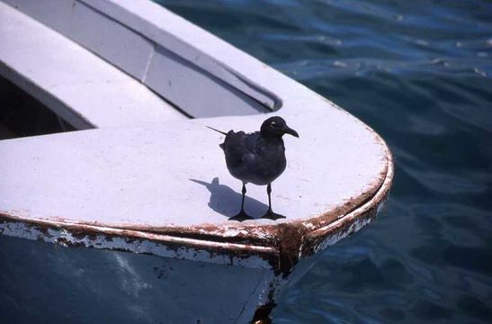 Image of Lava Gull