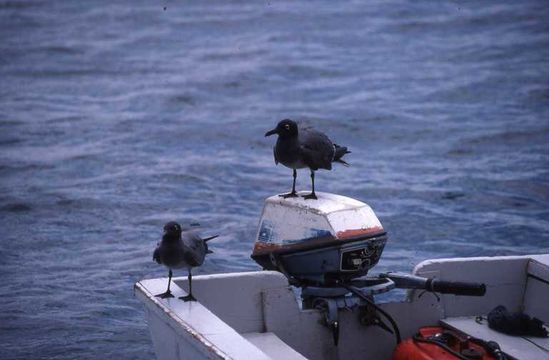 Image of Lava Gull