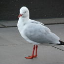 Image de Mouette argentée