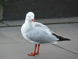 Image de Mouette argentée