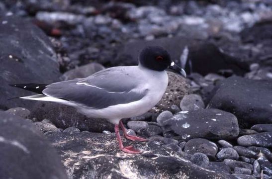 Image of Swallow-tailed Gull