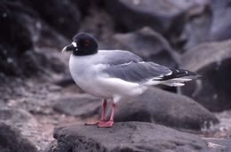 Image of Swallow-tailed Gull