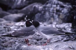 Image of Swallow-tailed Gull