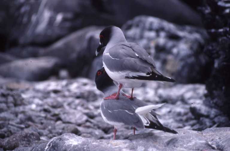 Image of Swallow-tailed Gull