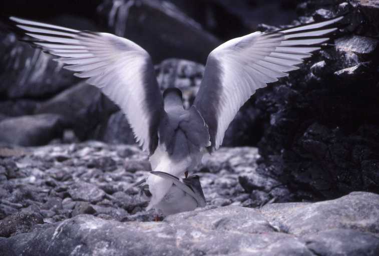 Image of Swallow-tailed Gull