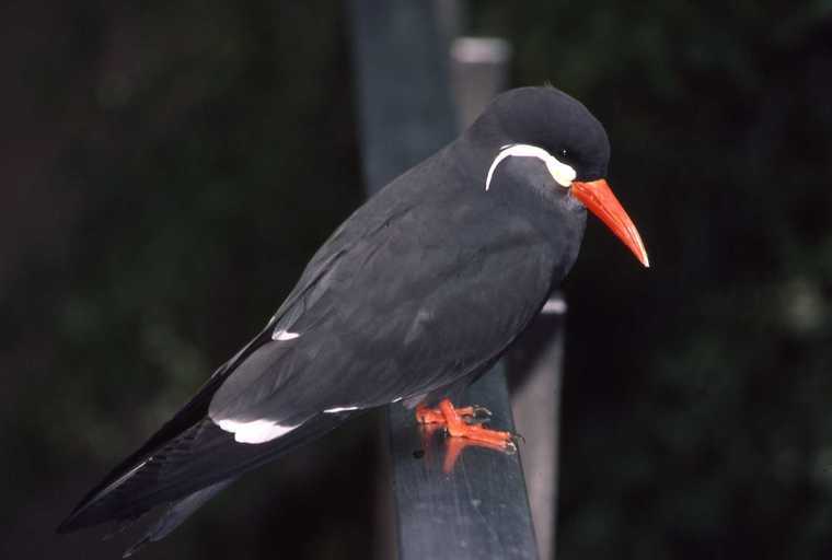 Image of Inca Tern