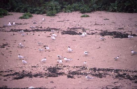 Image of Sandwich Tern