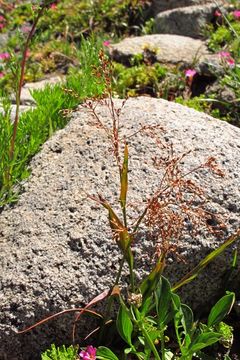 Image of forked woodrush