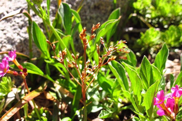 Image of forked woodrush