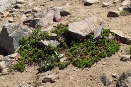 Слика од Primula suffrutescens A. Gray