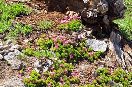 Слика од Primula suffrutescens A. Gray