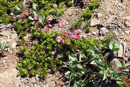 Слика од Primula suffrutescens A. Gray