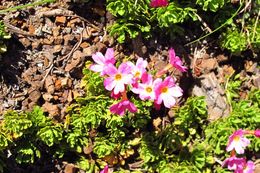 Primula suffrutescens A. Gray resmi