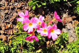 Primula suffrutescens A. Gray resmi