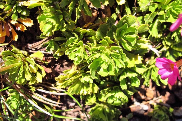 Primula suffrutescens A. Gray resmi