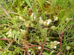 Imagem de Limnanthes floccosa subsp. bellingeriana (M. Peck) Arroyo