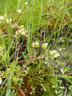 Image of woolly meadowfoam