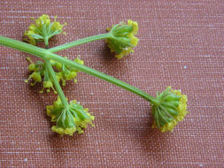 Imagem de Lomatium cookii J. S. Kagan