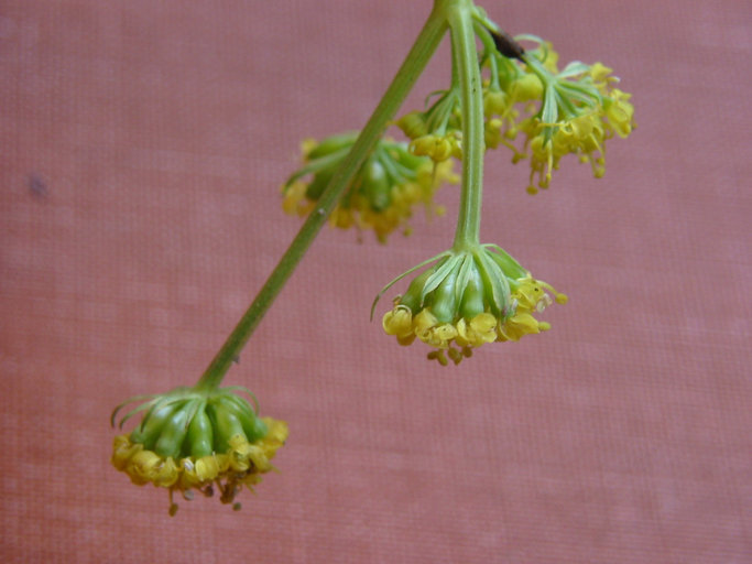 Imagem de Lomatium cookii J. S. Kagan